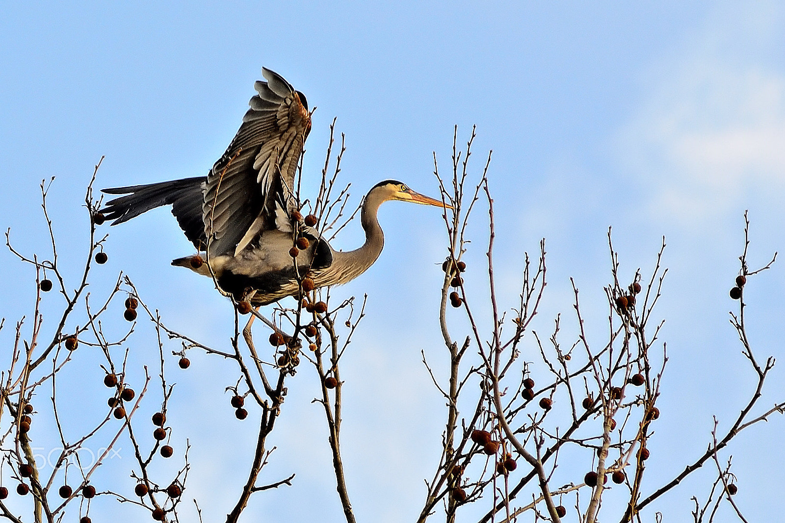 AF Zoom-Nikkor 75-300mm f/4.5-5.6 sample photo. Heron at sunset photography