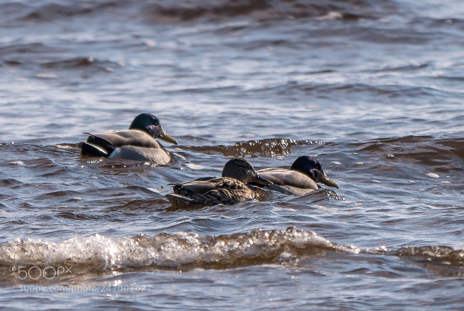 Panasonic Lumix DMC-GX85 (Lumix DMC-GX80 / Lumix DMC-GX7 Mark II) sample photo. Ducks photography