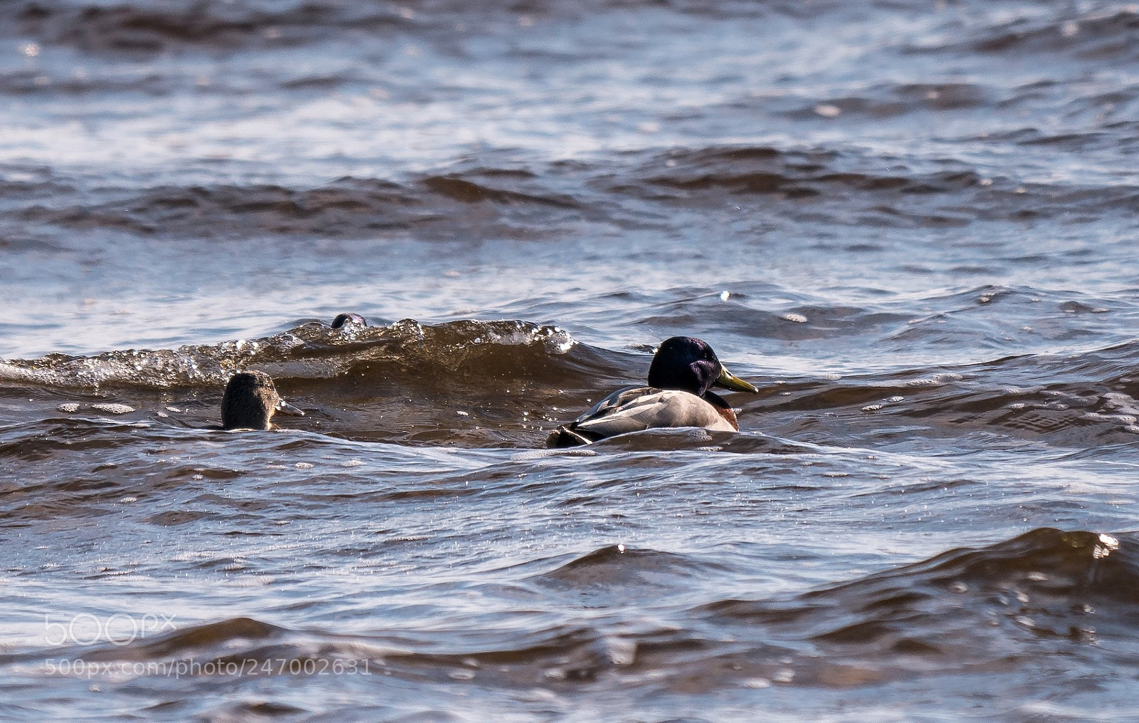 Panasonic Lumix DMC-GX85 (Lumix DMC-GX80 / Lumix DMC-GX7 Mark II) sample photo. Ducks photography