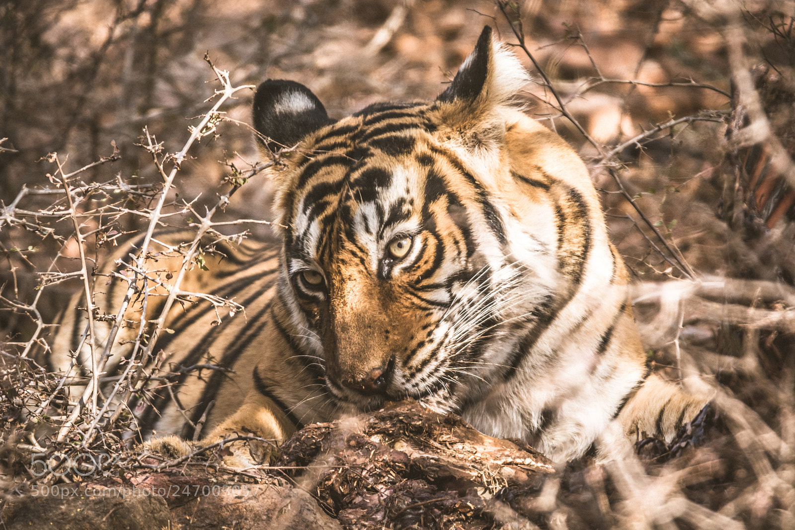 Nikon D7100 sample photo. The tigress photography
