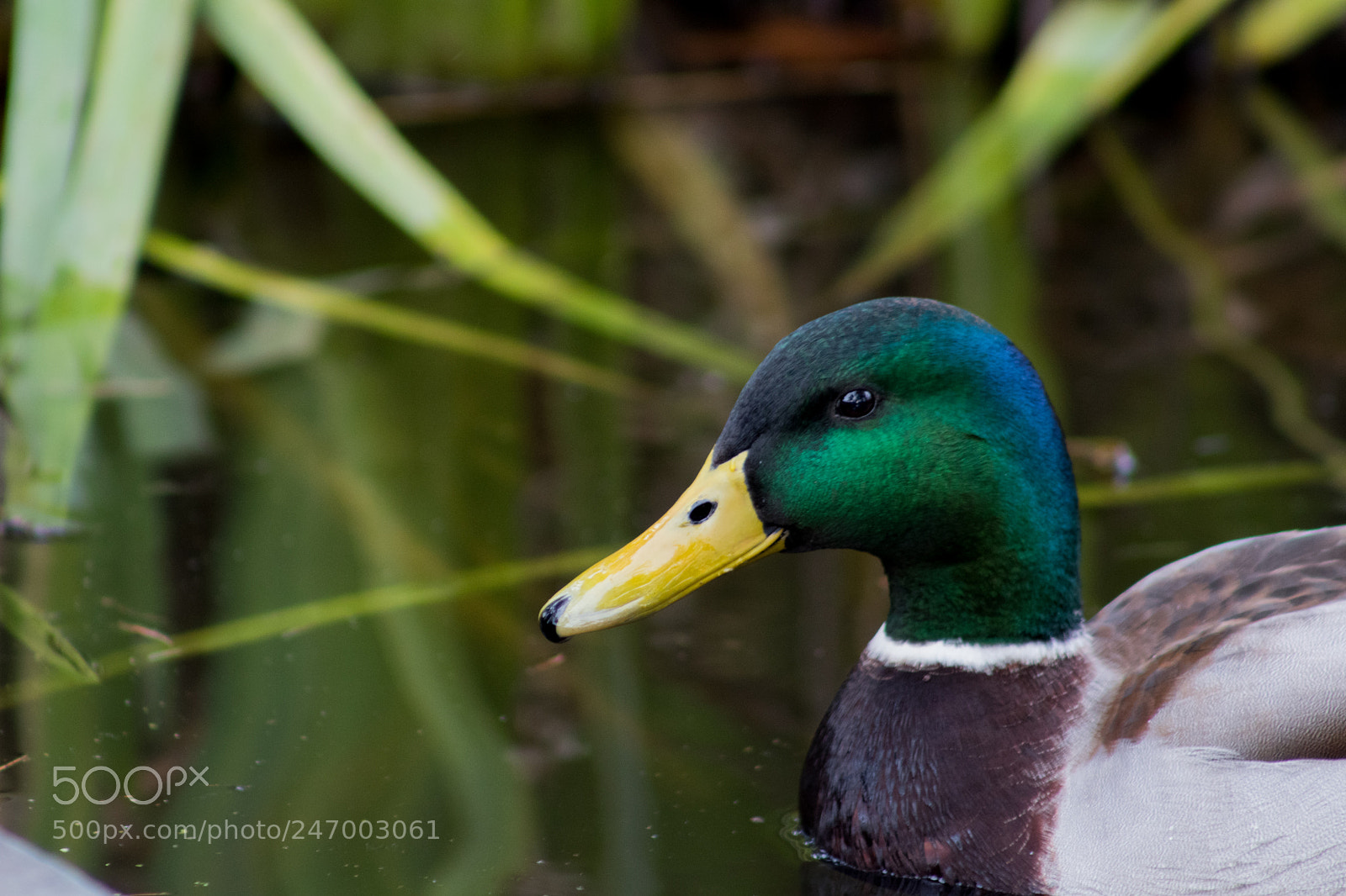 Canon EOS 77D (EOS 9000D / EOS 770D) sample photo. Duck photography