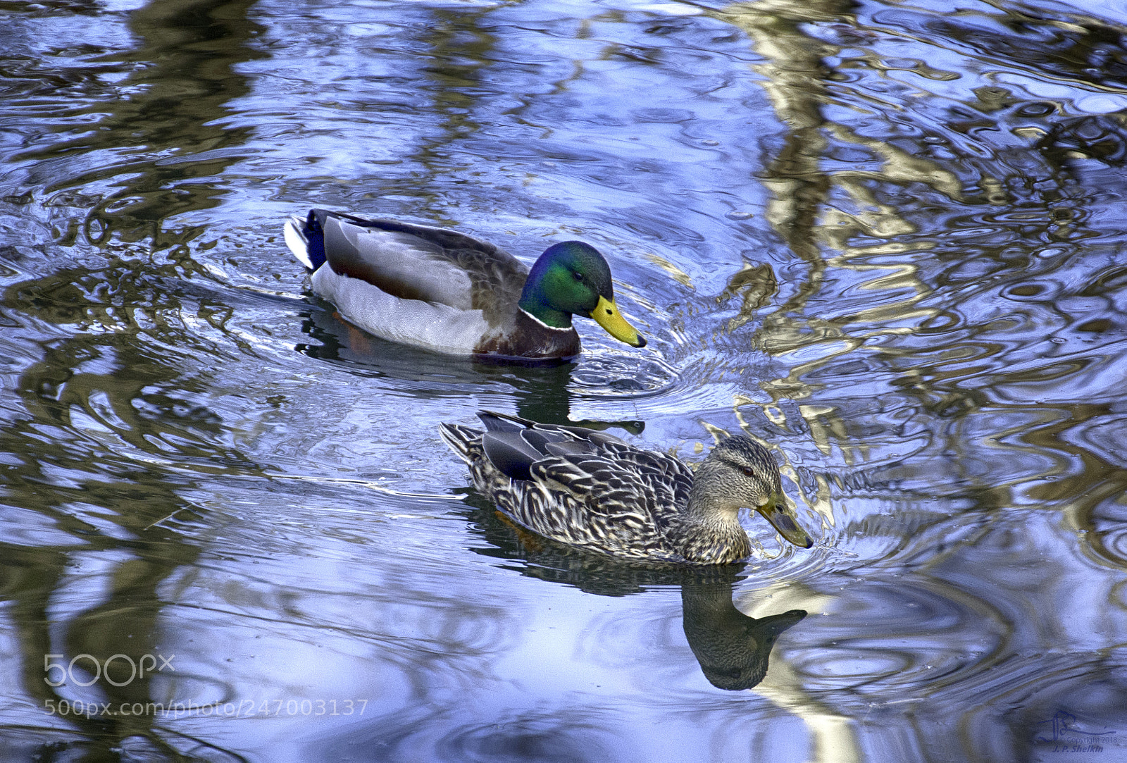 Nikon D7100 sample photo. Mallard mates photography