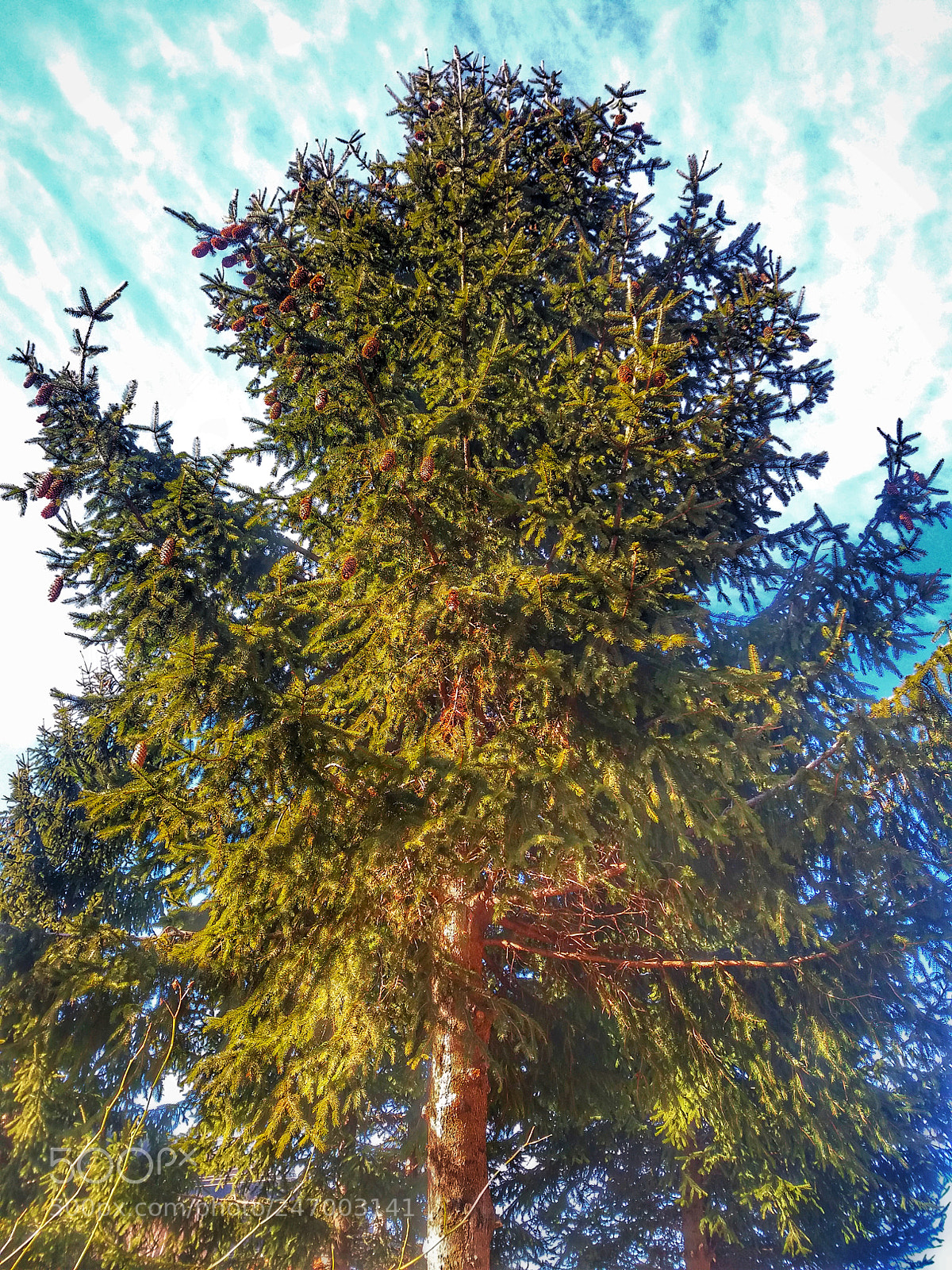 Samsung Galaxy J5(2016) sample photo. The tall fir tree! photography