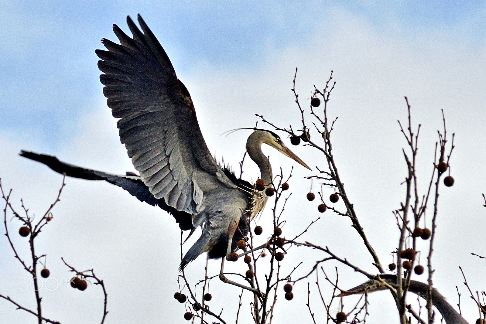 Tamron AF 200-400mm f/5.6 LD IF (75D) sample photo. Heron landing photography