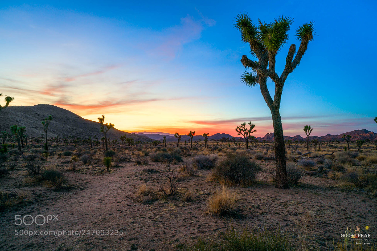 Sony a7R II sample photo. Orange joshua sunset photography