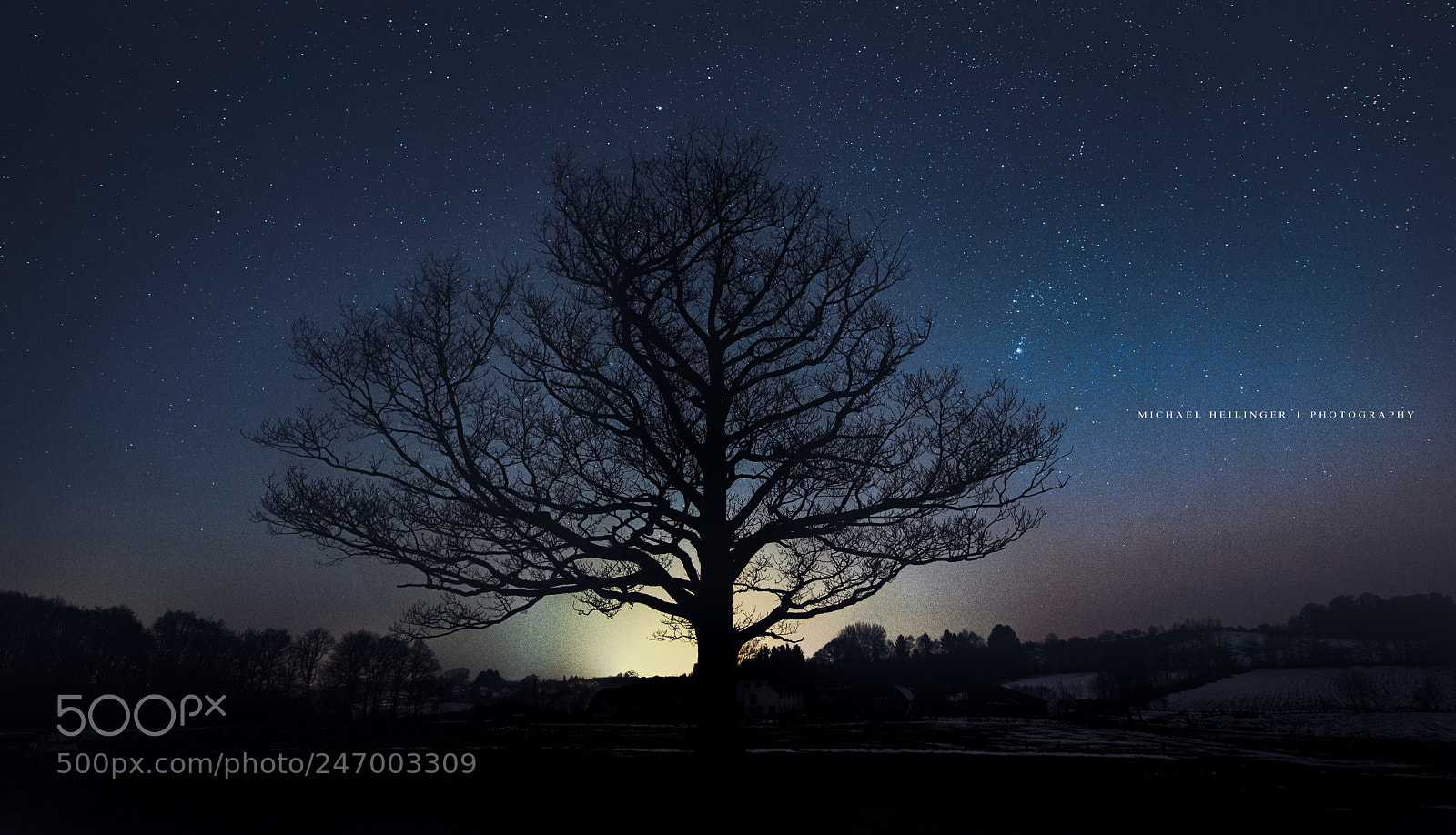 Nikon D810 sample photo. Posing tree photography