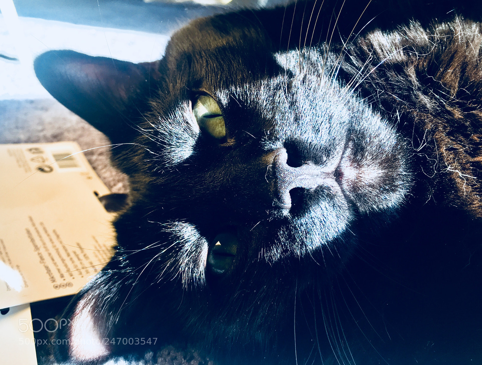 Apple iPhone 6s Plus sample photo. Mon bouille photography