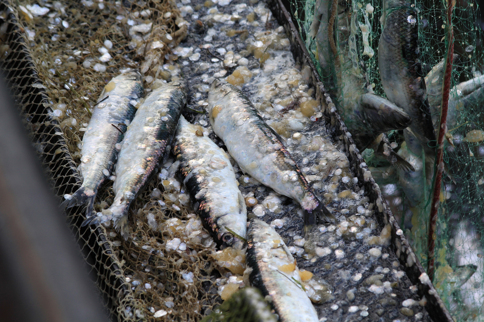 Canon EF 70-300mm F4-5.6 IS USM sample photo. Fishing.jpg photography