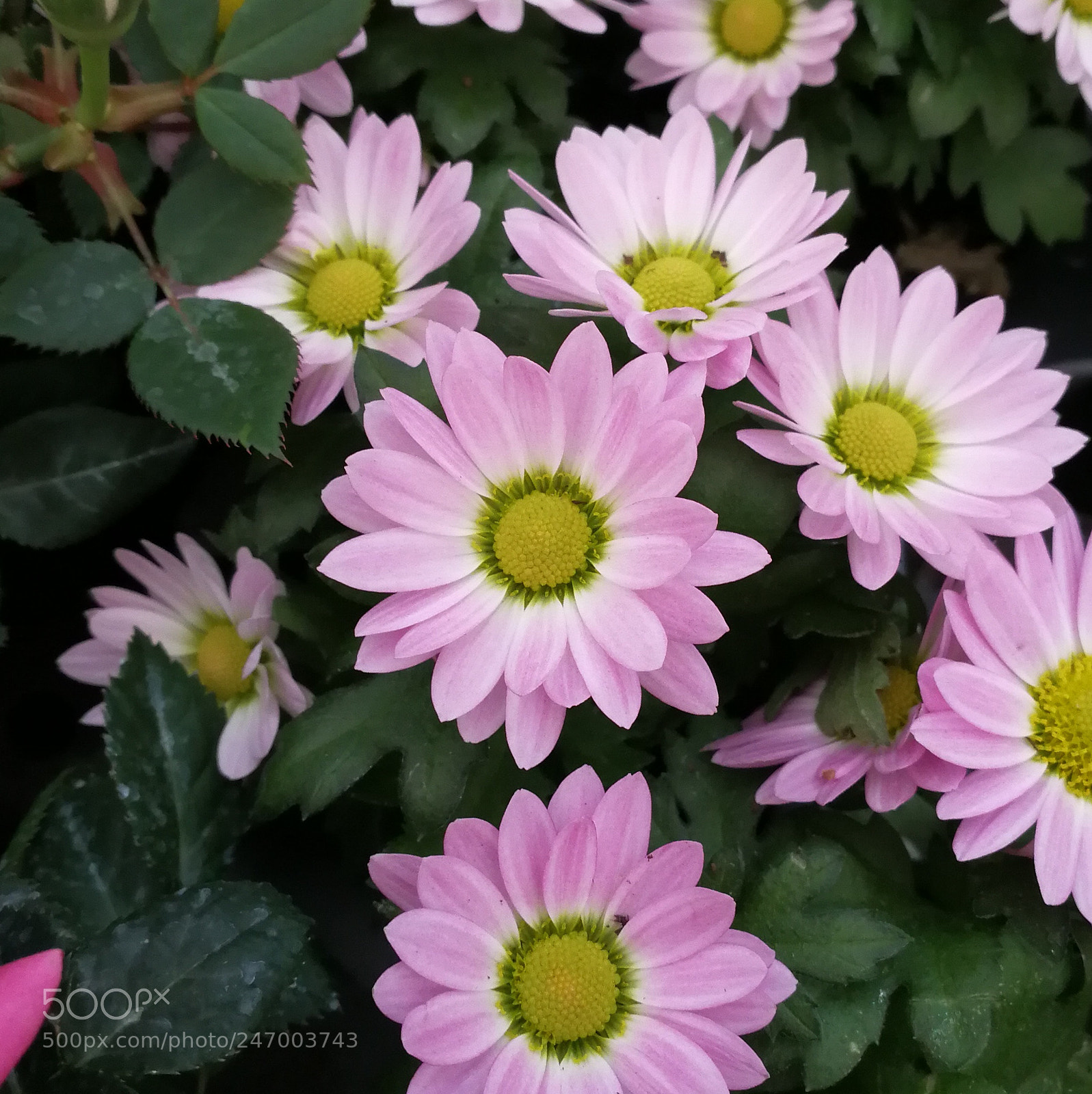 HUAWEI P10 sample photo. Rosée photography