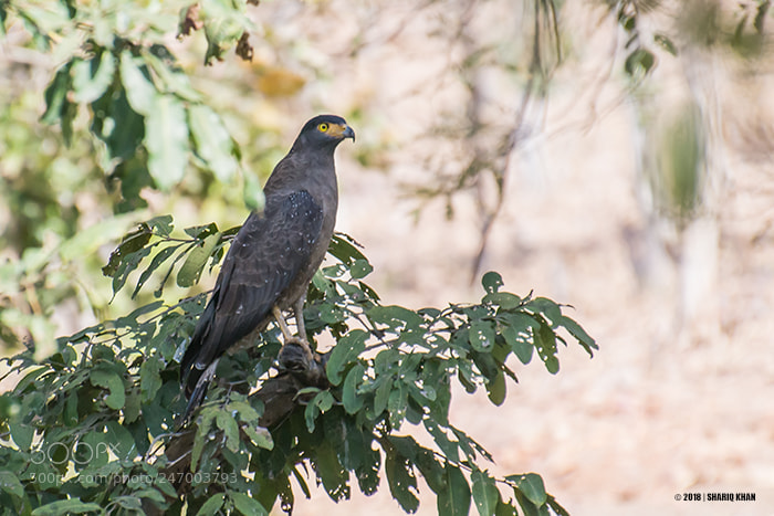 Nikon D3100 sample photo. Crested serpent eagle photography