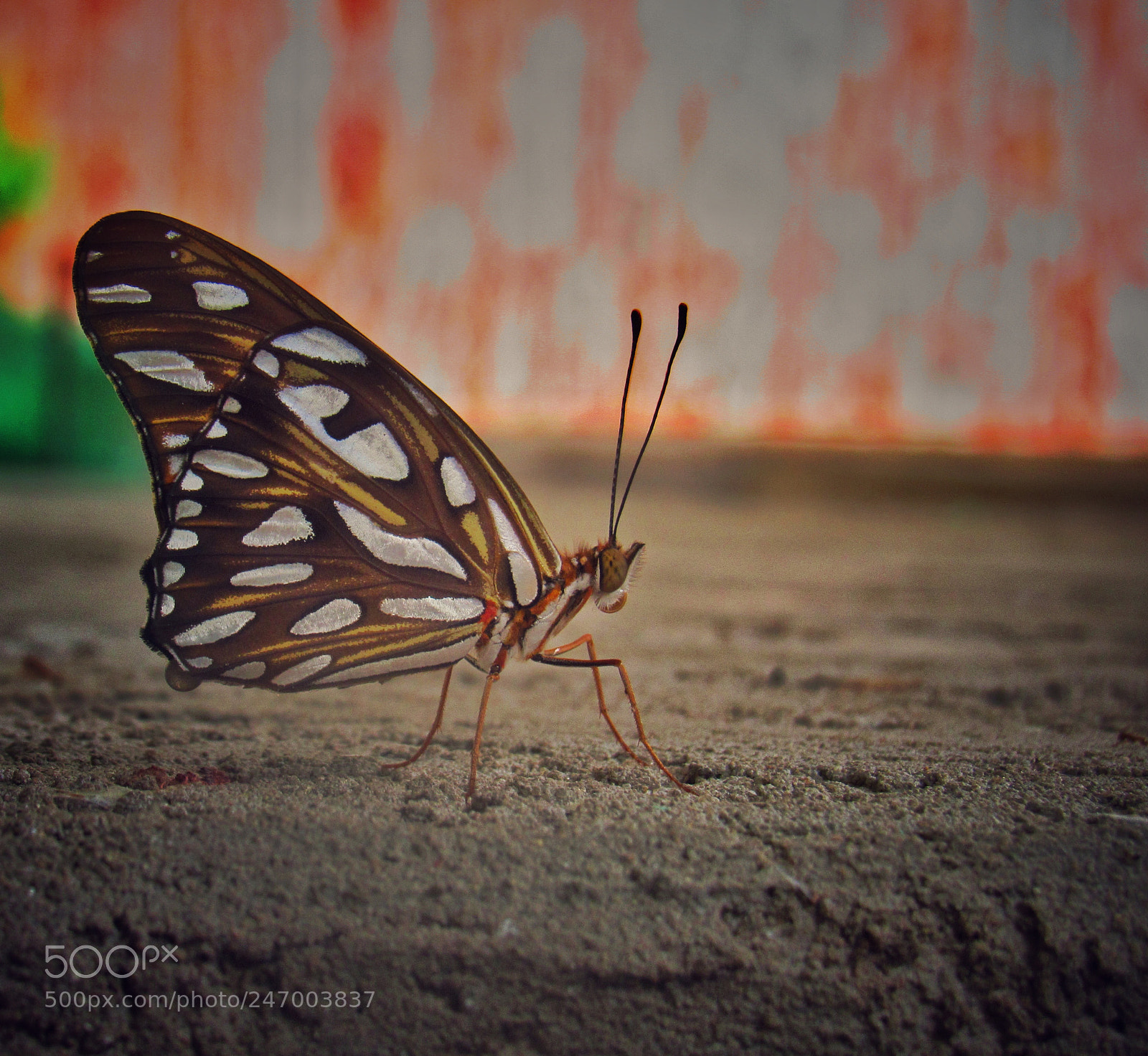 Canon PowerShot SX530 HS sample photo. Butterfly photography