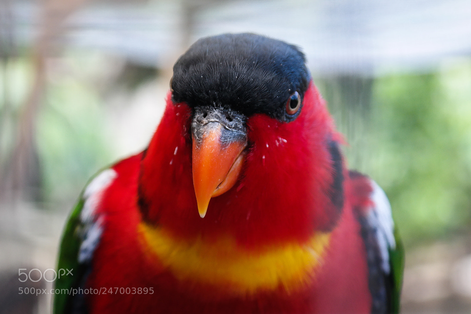 Samsung NX30 sample photo. Lori dal collare giallo photography