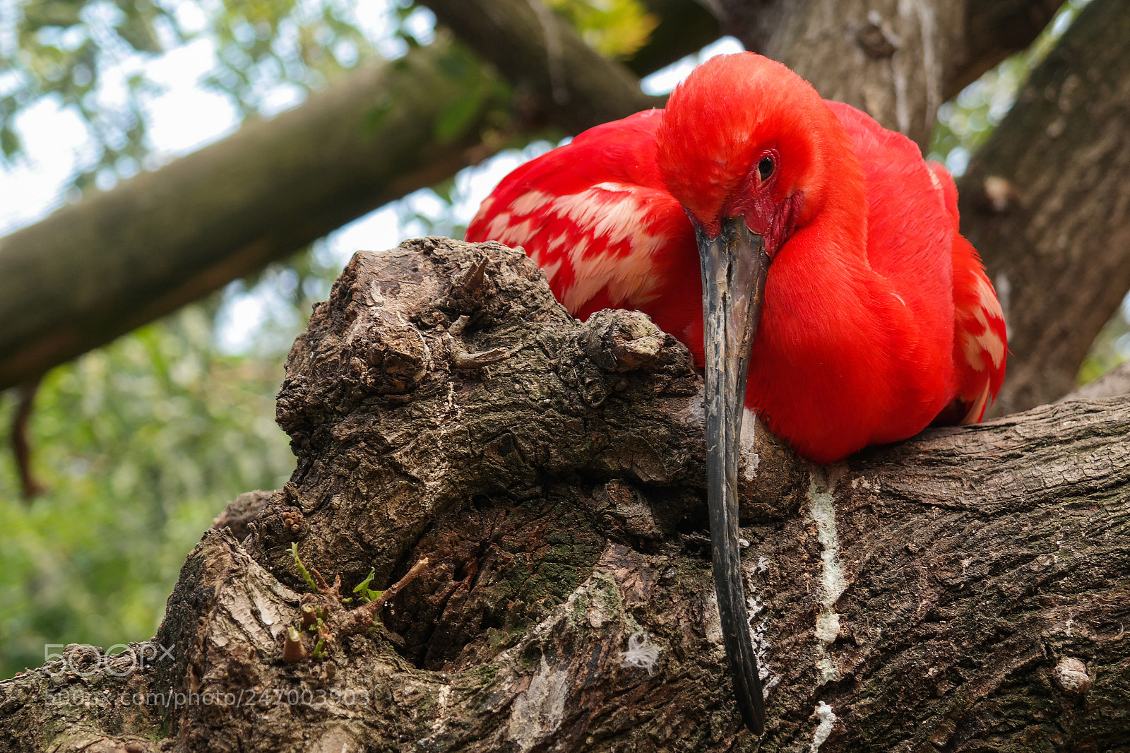 Samsung NX30 sample photo. Ibis rosso photography
