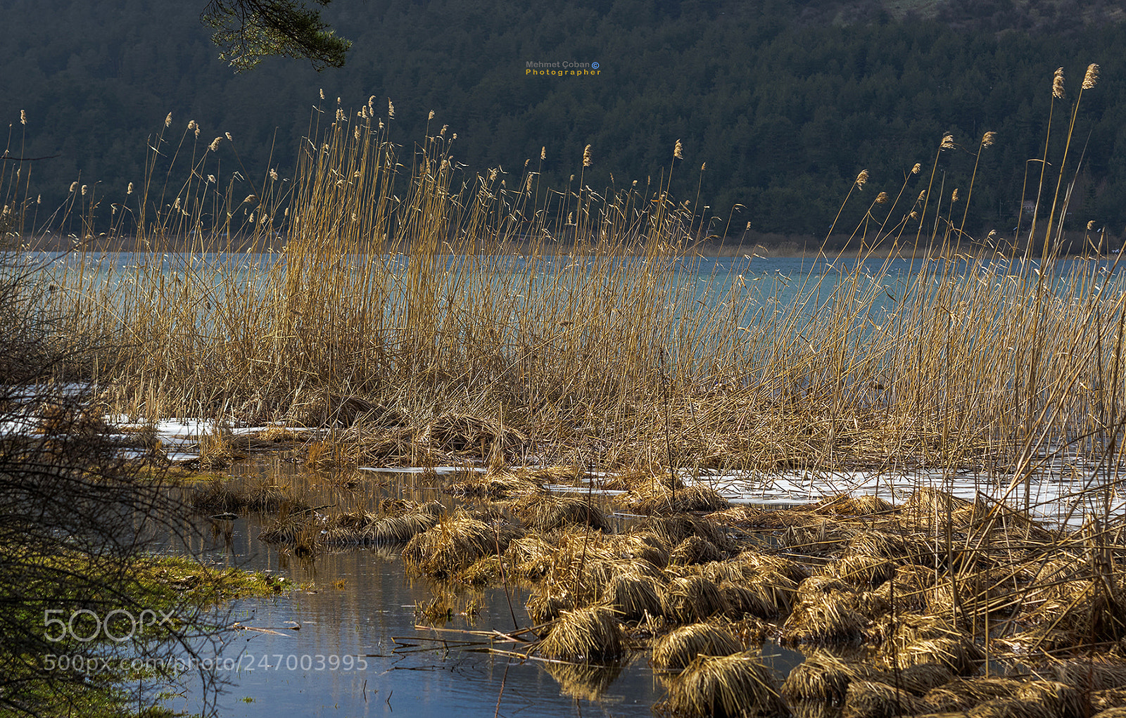 Pentax K-3 II sample photo. Lure of nature photography