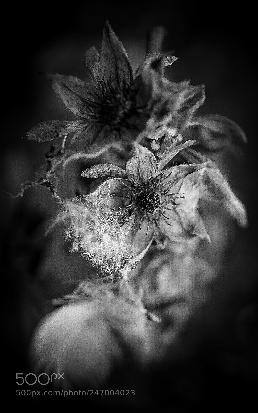 Sony a7 II sample photo. B&w...fast macro photography