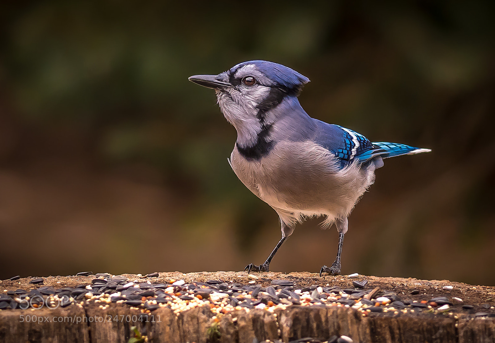 Nikon D500 sample photo. Blue jay feeding photography