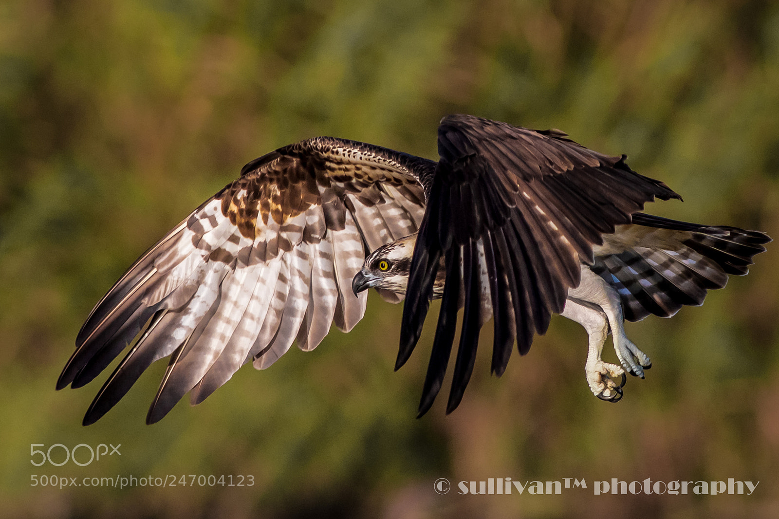 Canon EOS 7D Mark II sample photo. Osprey photography