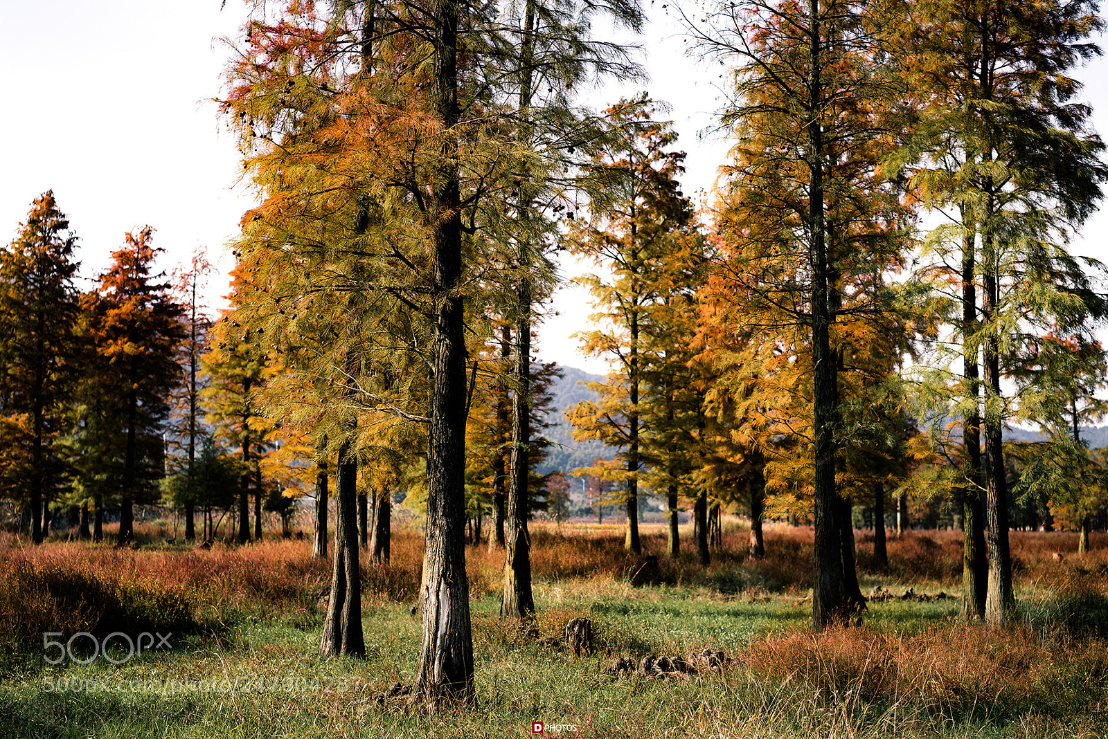 Sony a7R II sample photo. Yellow trees photography