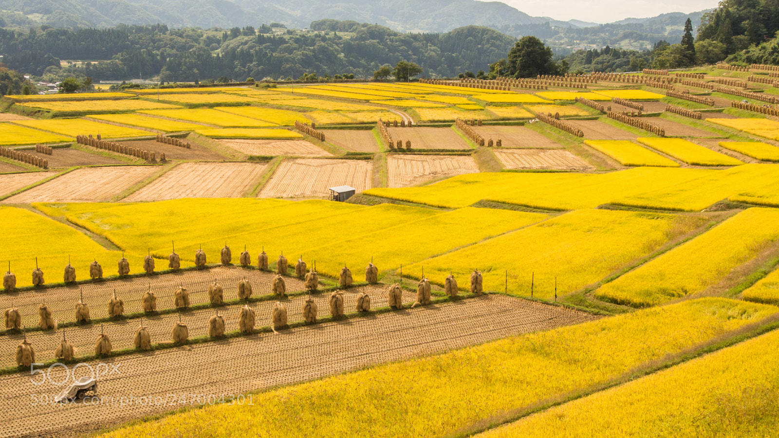 Olympus OM-D E-M5 sample photo. Harvest season photography