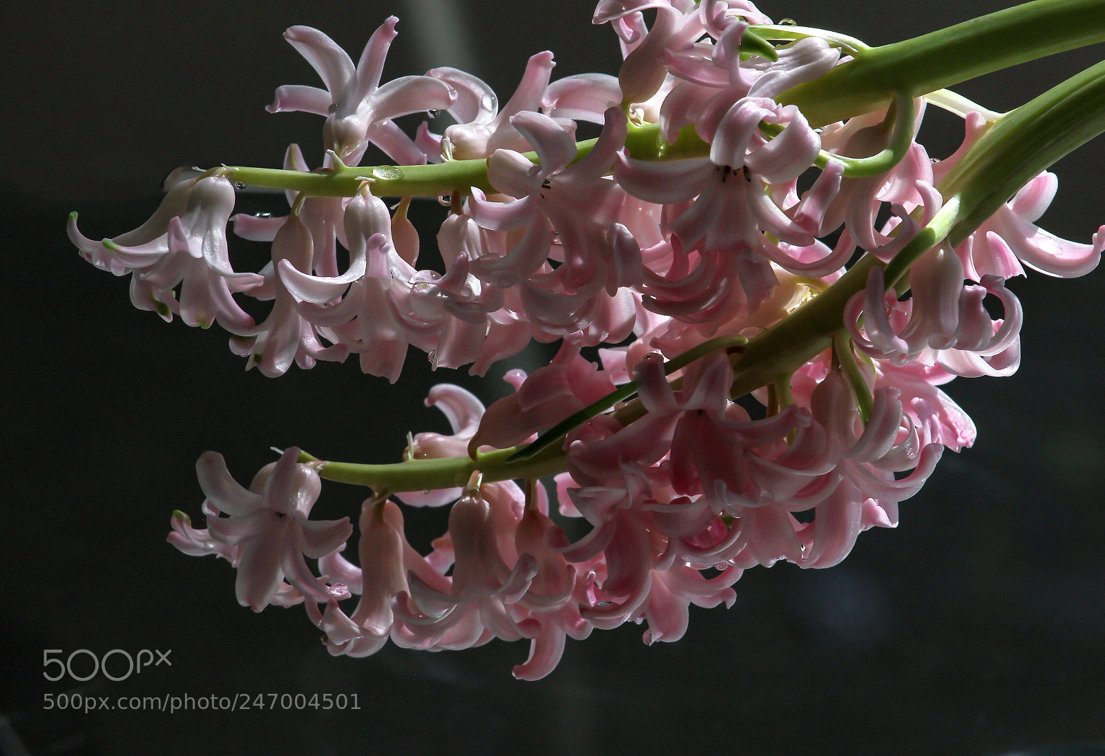 Canon EOS 600D (Rebel EOS T3i / EOS Kiss X5) sample photo. The morning flowers. photography