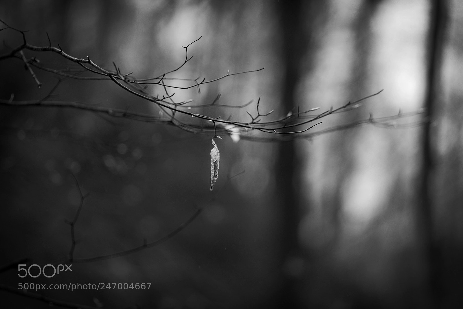 Nikon D600 sample photo. Winter’s tear photography