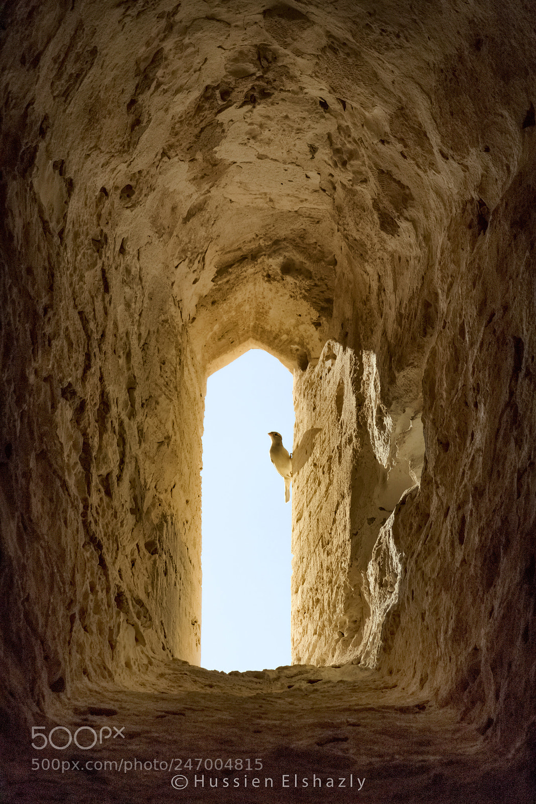 Canon EOS 7D Mark II sample photo. Stand on your window photography