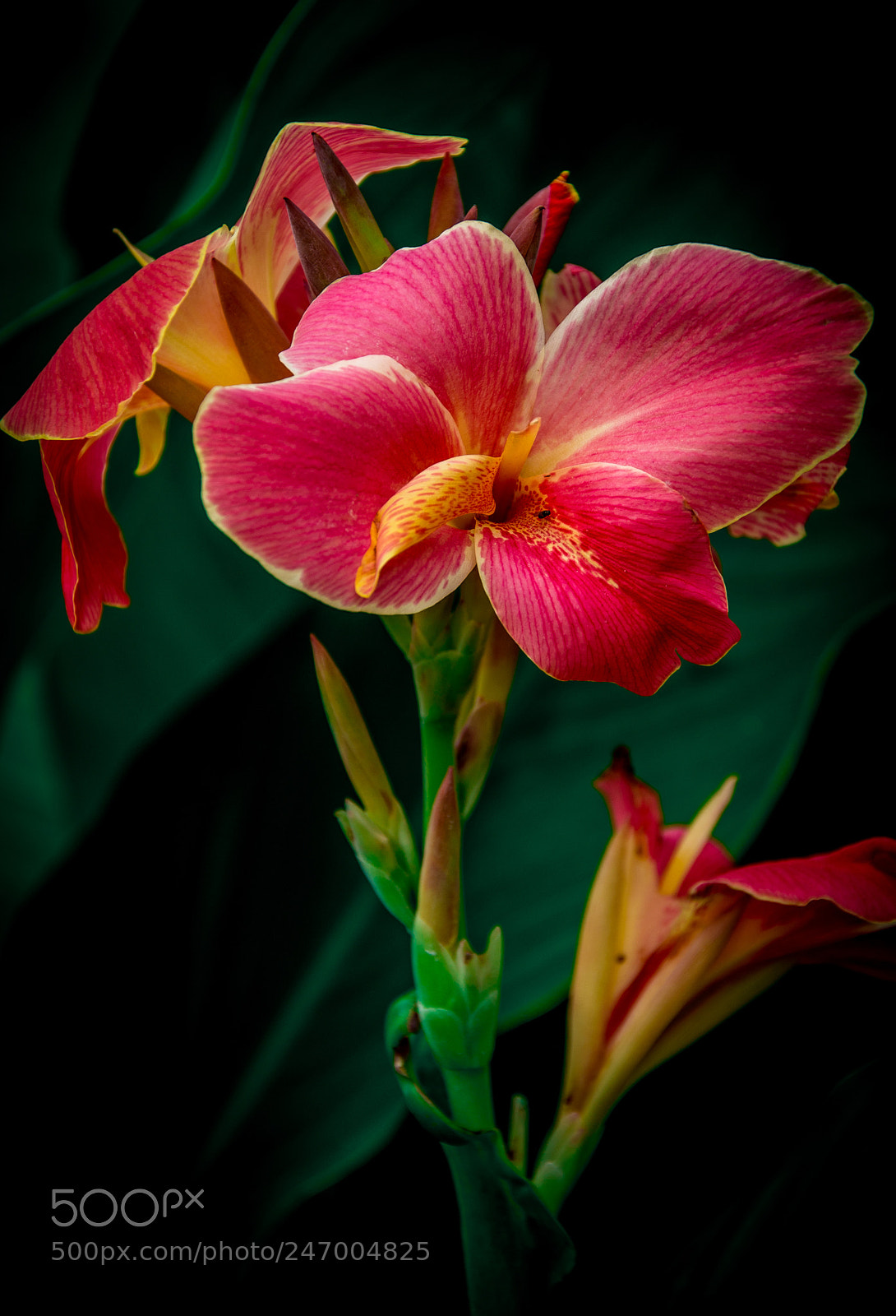Nikon D7200 sample photo. Pic photography