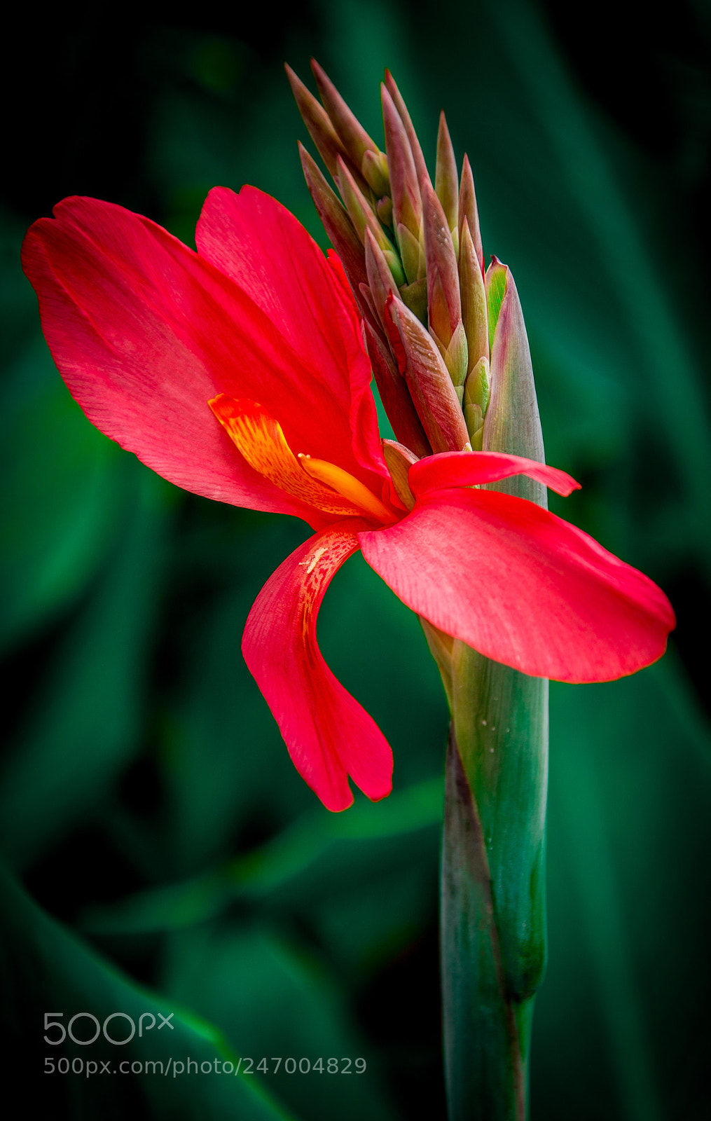 Nikon D7200 sample photo. Pic photography