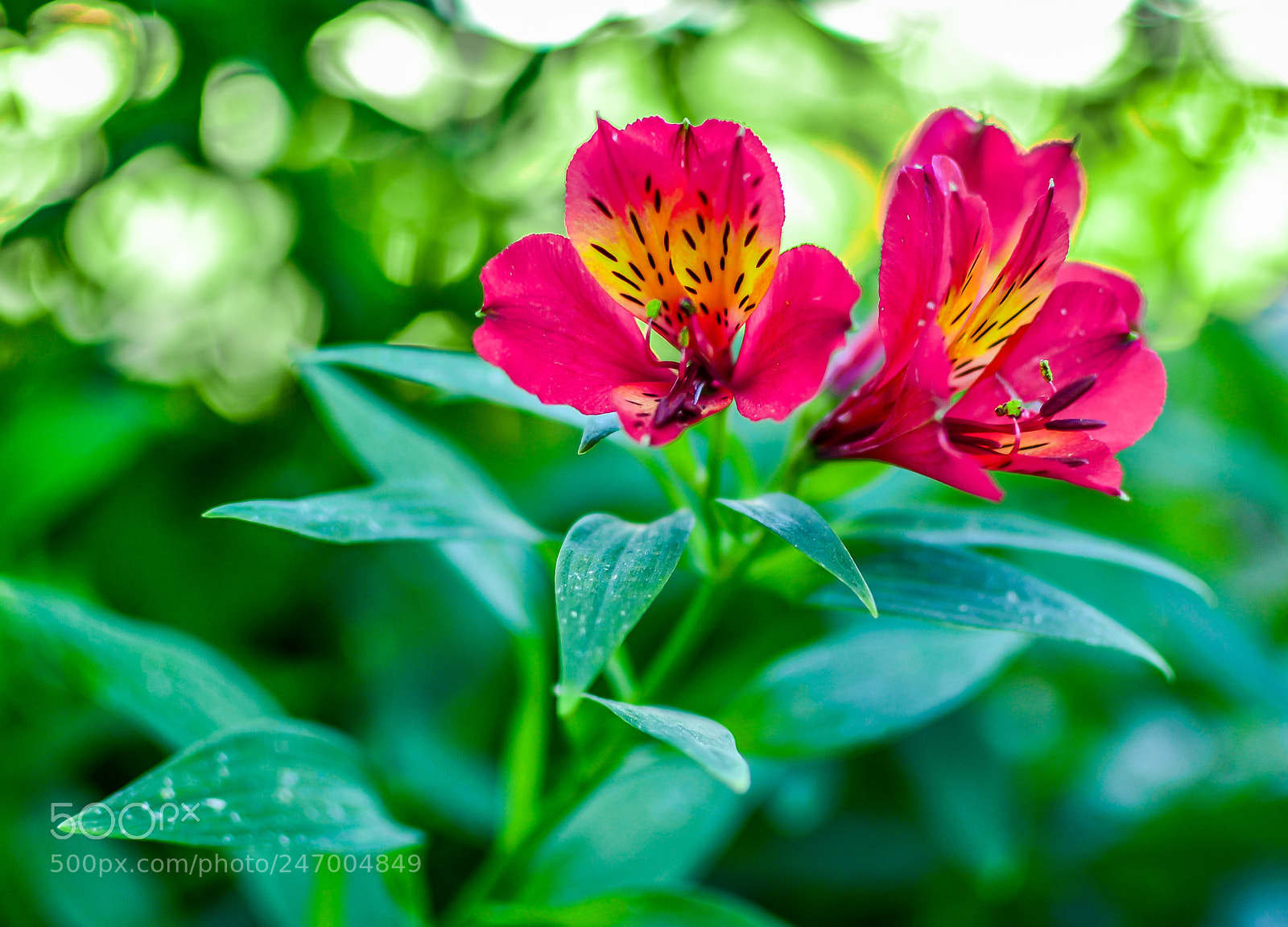 Nikon D3100 sample photo. Pic photography