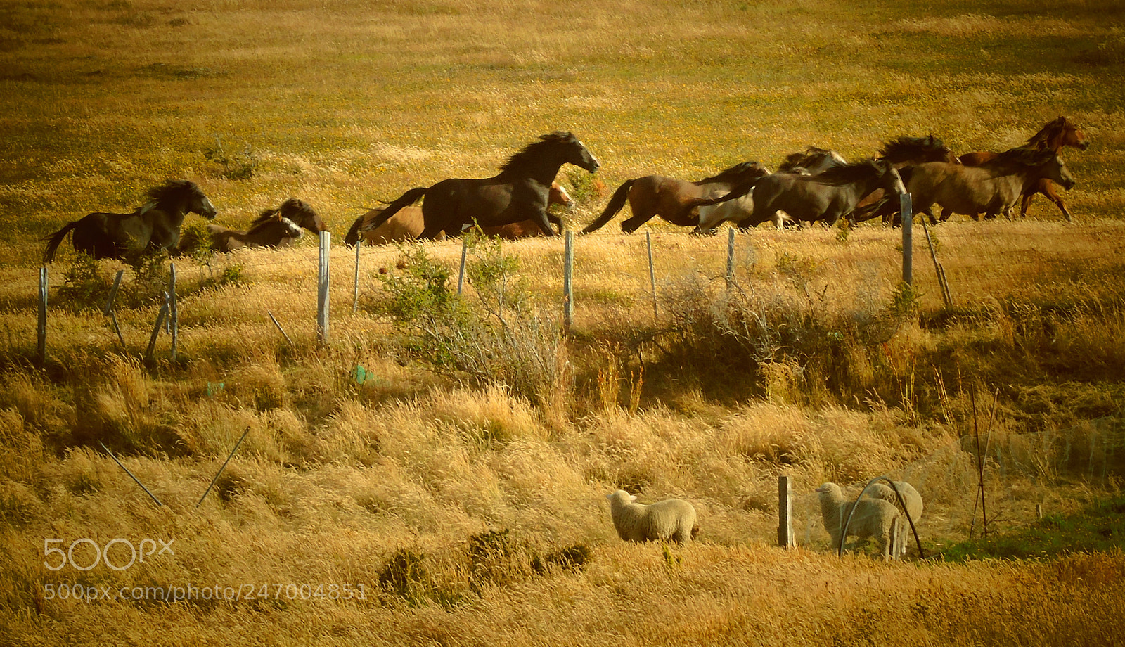 Sony Cyber-shot DSC-H400 sample photo. Caballos de paseo photography