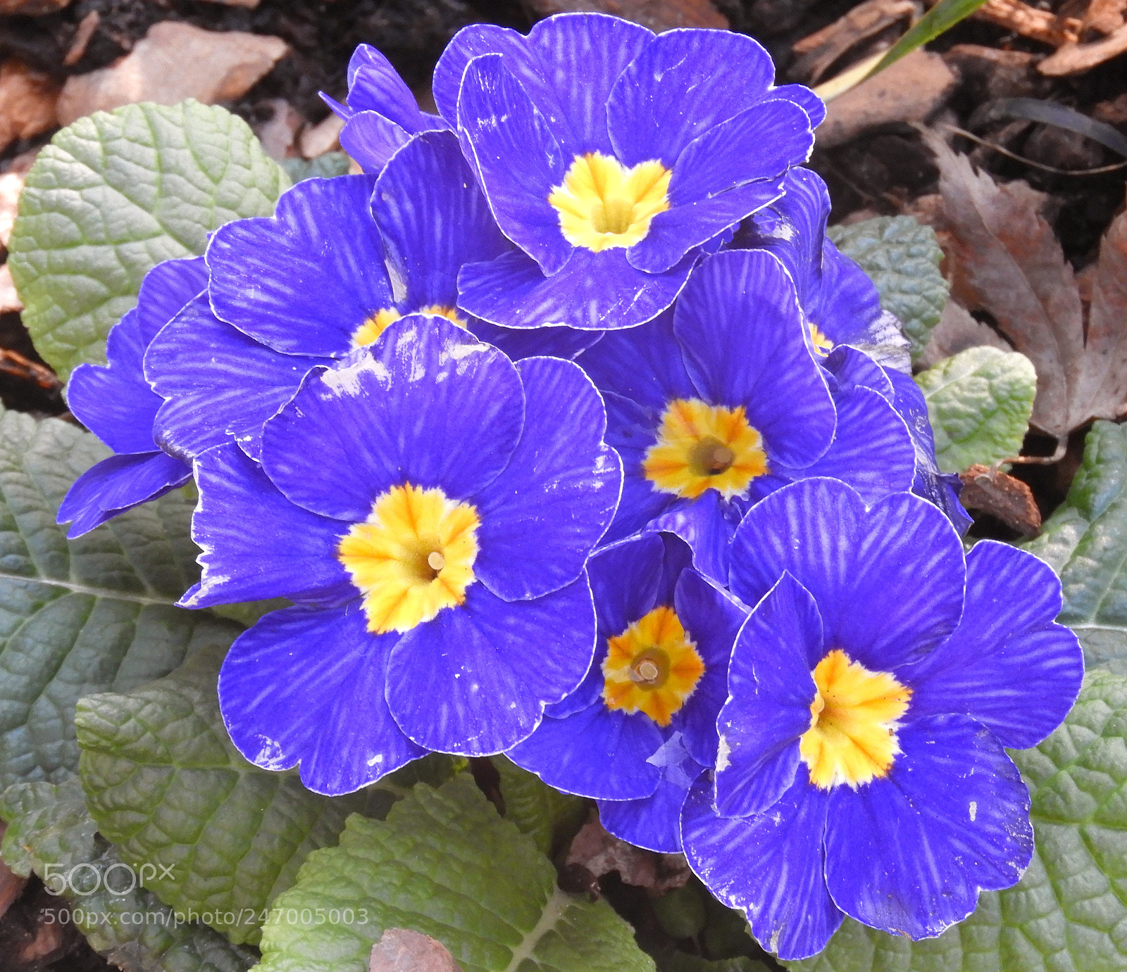 Nikon Coolpix B700 sample photo. Primroses photography