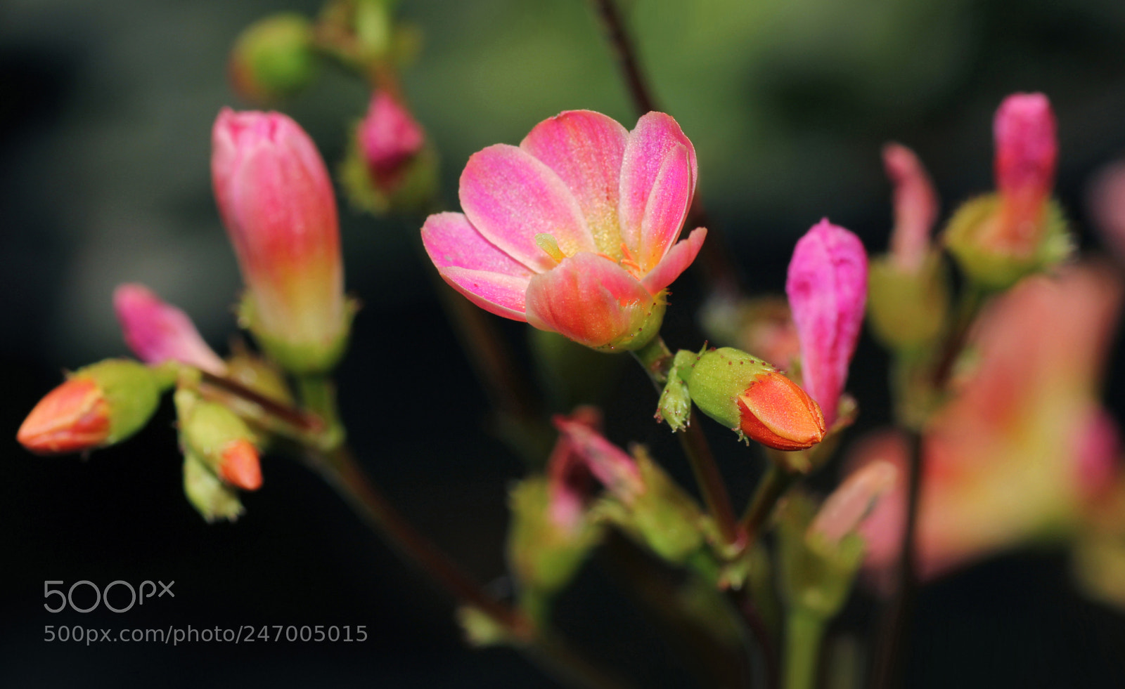 Canon EOS 60D sample photo. Jyut photography