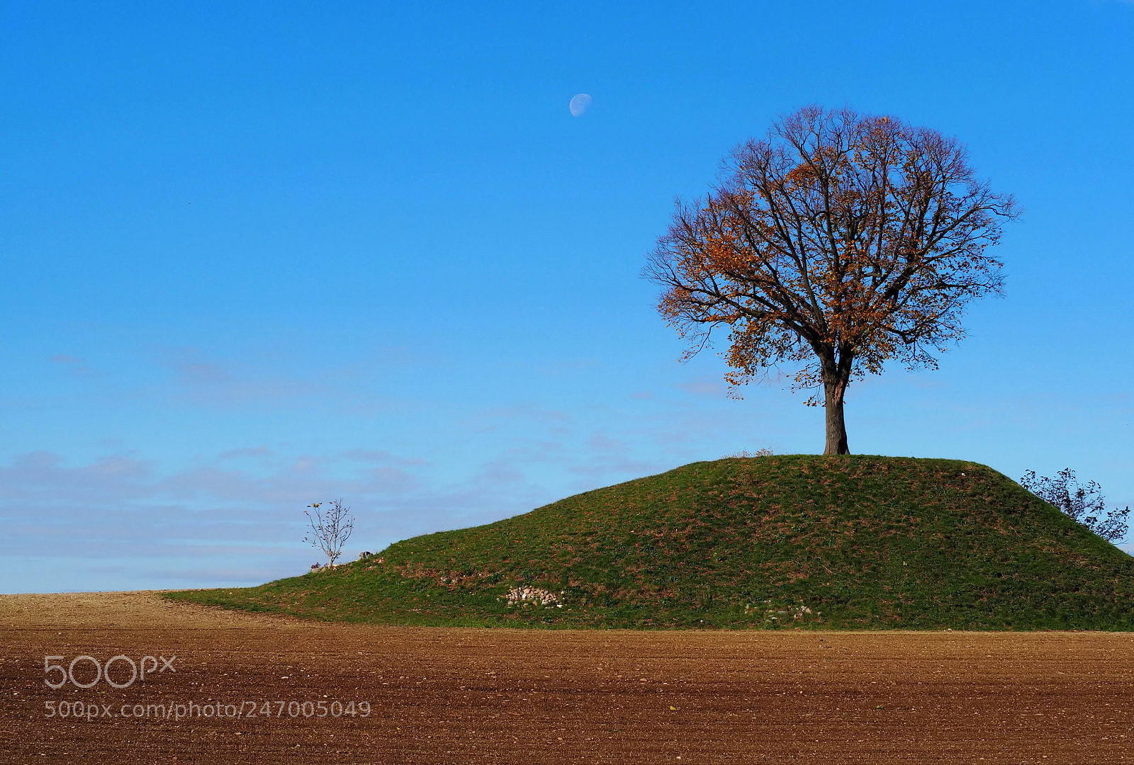 Olympus OM-D E-M10 sample photo. Linden tree photography