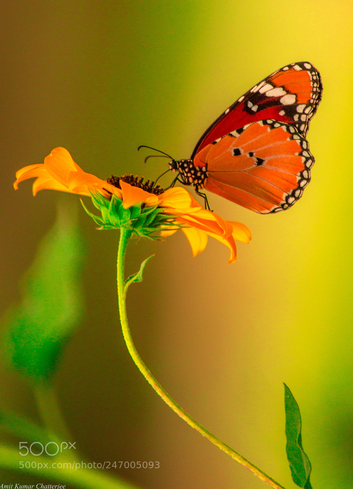 Nikon D3100 sample photo. Butterfly photography