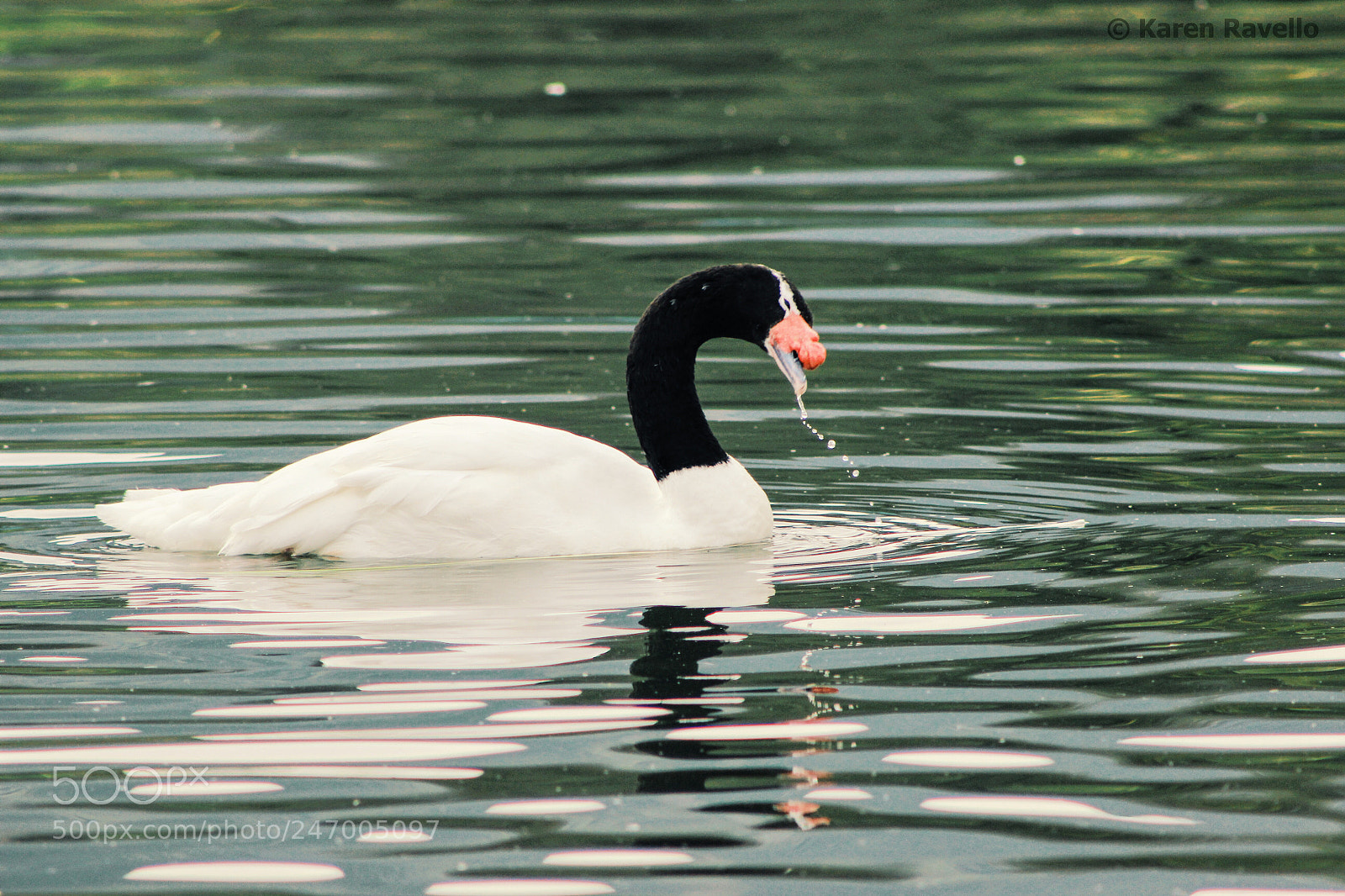 Canon EOS 600D (Rebel EOS T3i / EOS Kiss X5) sample photo. Swan photography