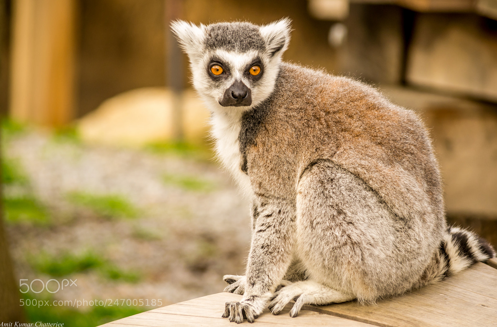 Nikon D3100 sample photo. Monkey photography