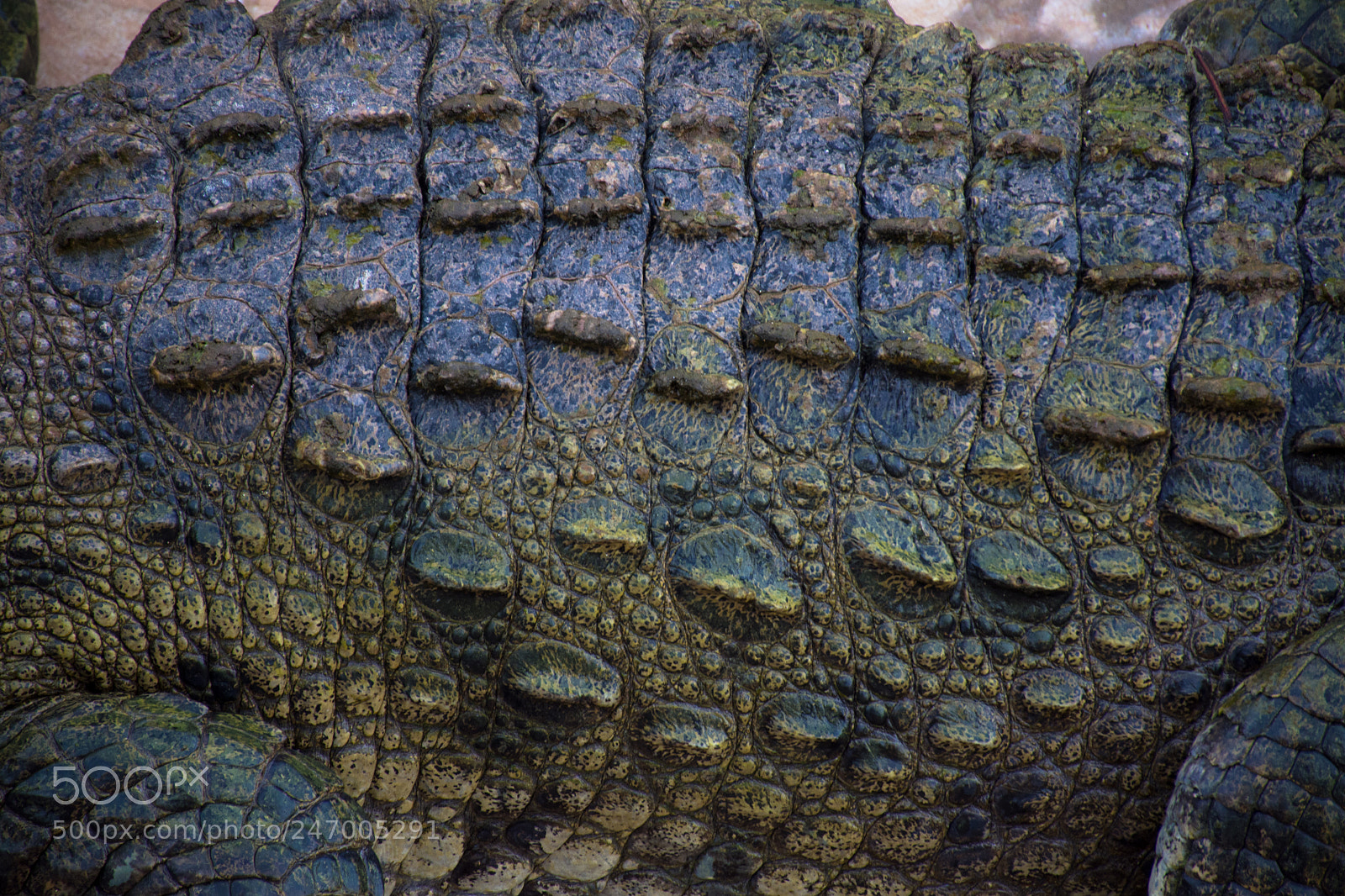 Nikon D7200 sample photo. See you later, alligator! photography