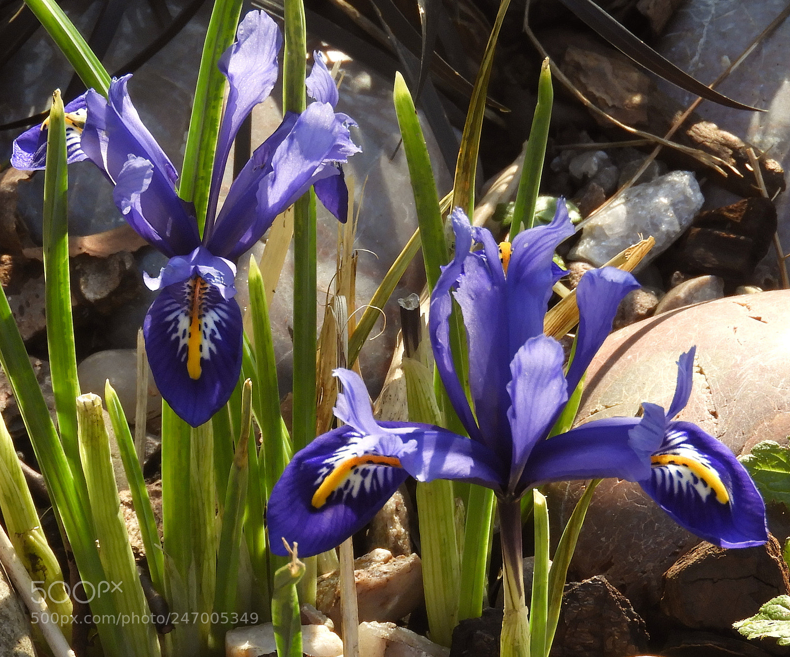 Nikon Coolpix B700 sample photo. Spring irises photography