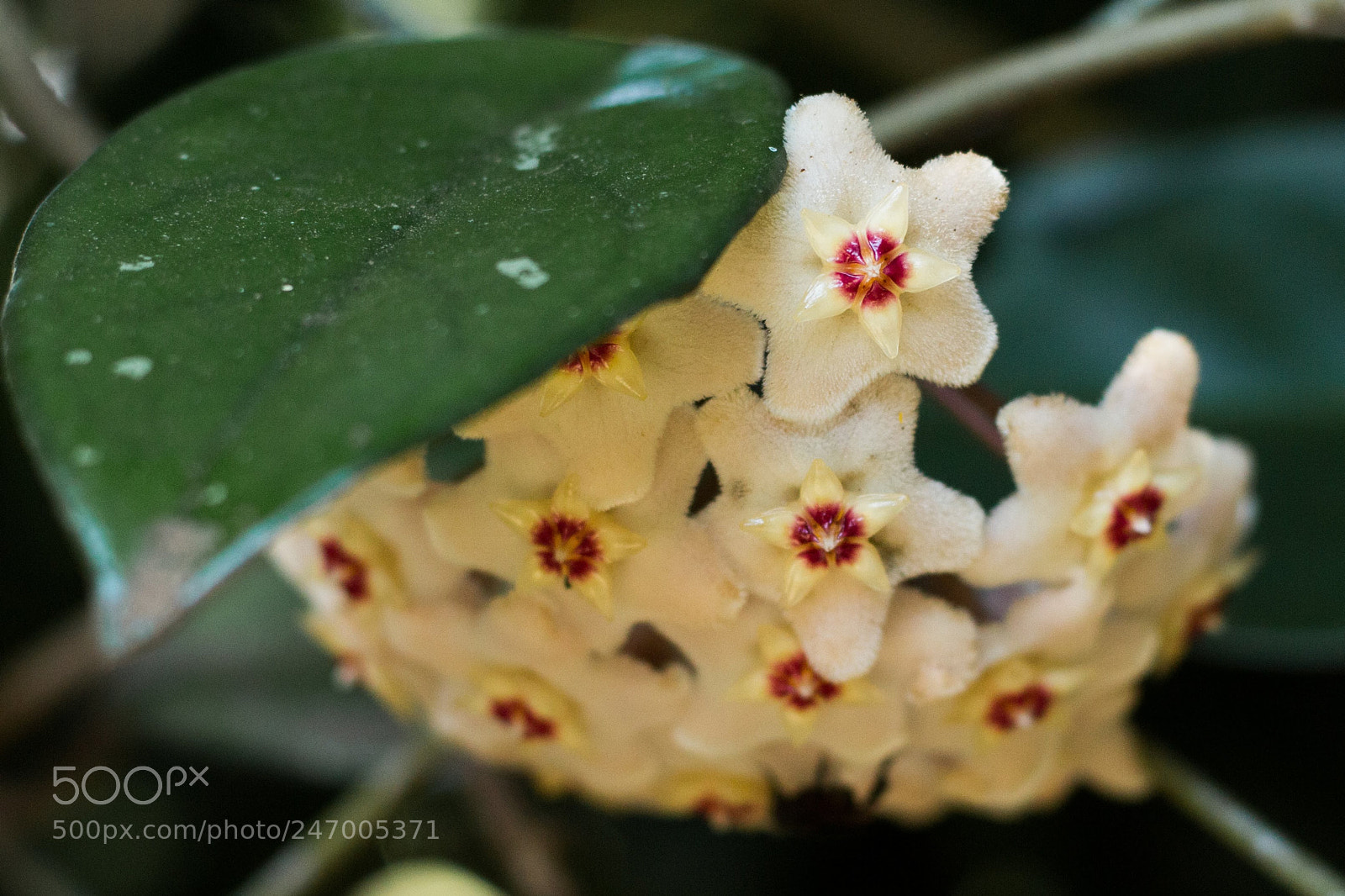Canon EOS 700D (EOS Rebel T5i / EOS Kiss X7i) sample photo. Flower white photography