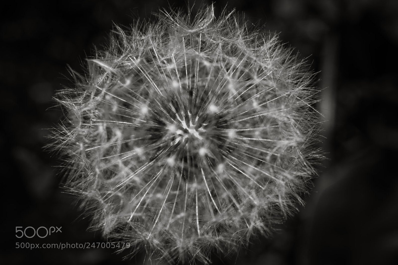 Nikon D3200 sample photo. Macrophoto photography