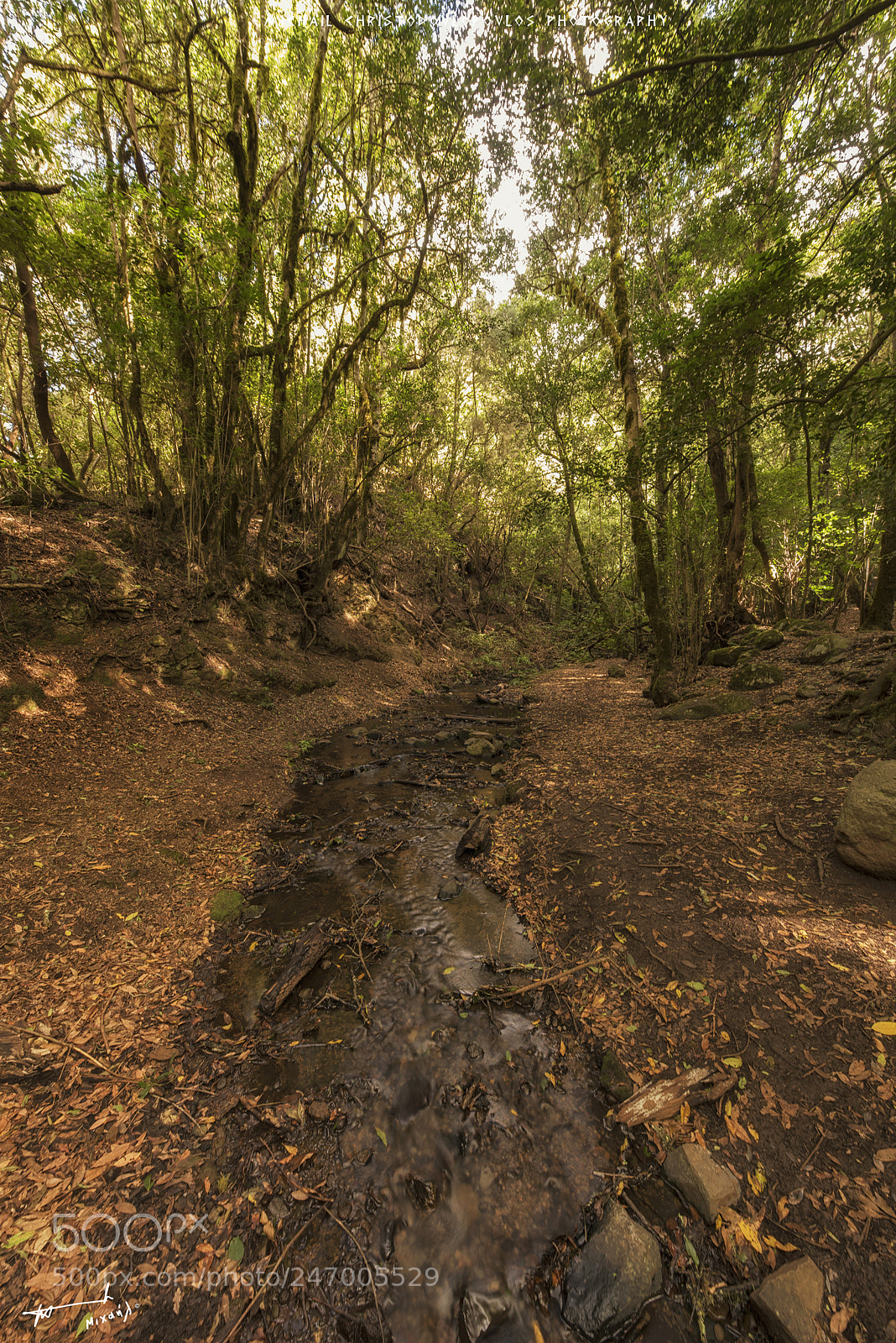 Nikon D810 sample photo. El cedro (la gomera) photography
