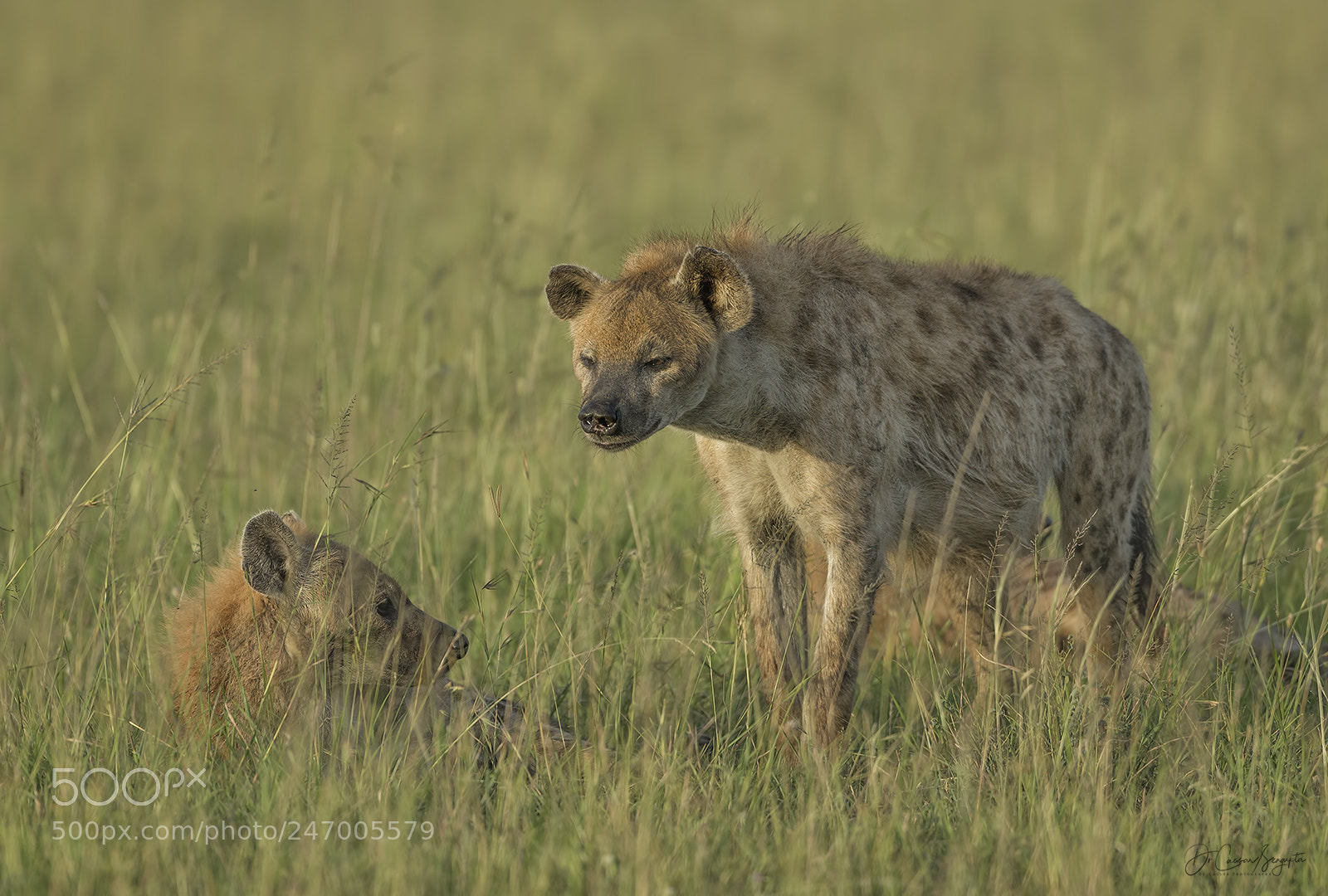 Canon EOS-1D X sample photo. Spotted hyena photography