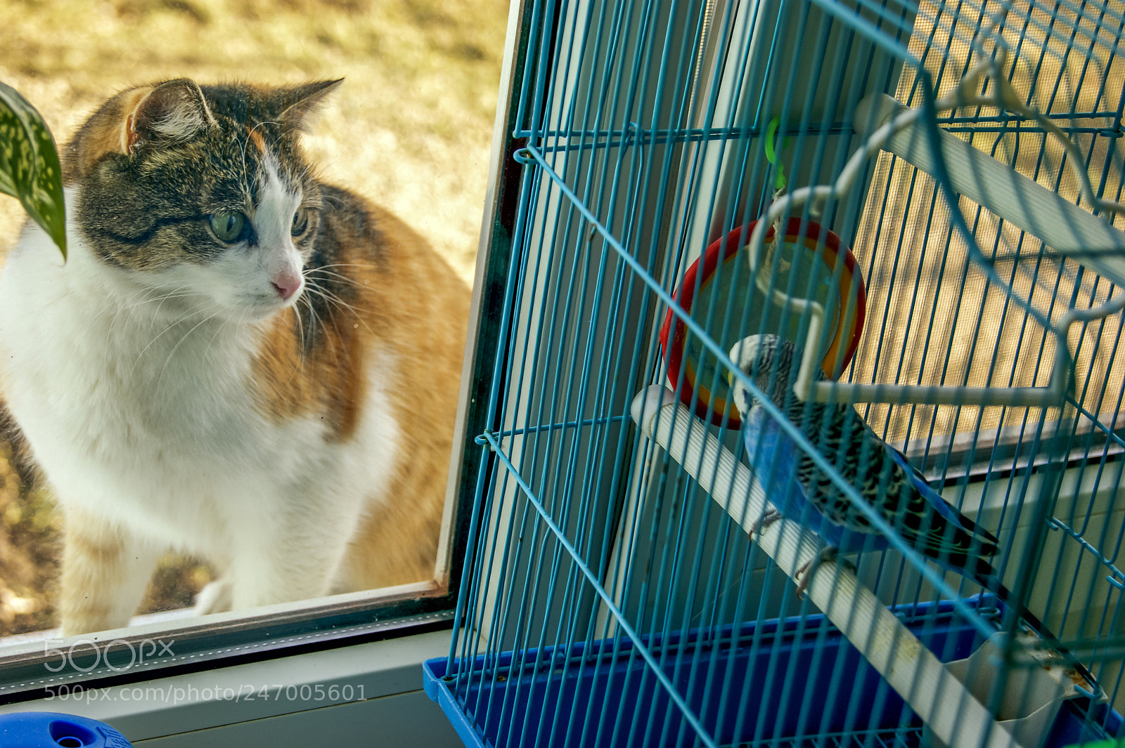 Sony Alpha DSLR-A290 sample photo. Look cats a parrot photography