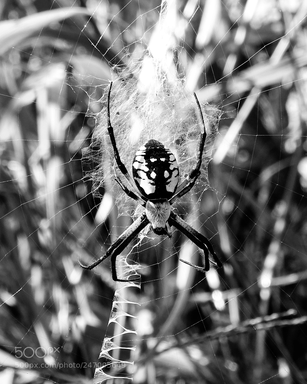 Sony Cyber-shot DSC-HX400V sample photo. Garden spider waiting for photography