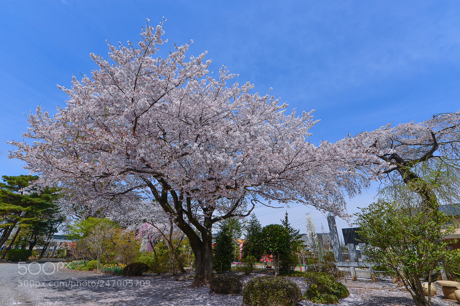 Nikon D610 sample photo. Longing for spring 2 photography