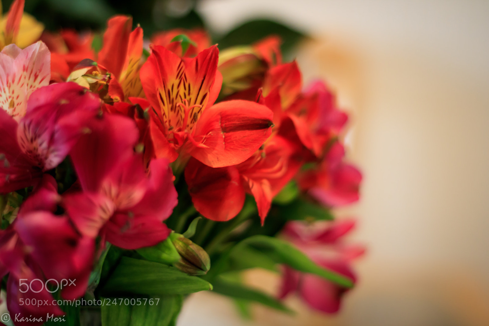 Canon EOS 750D (EOS Rebel T6i / EOS Kiss X8i) sample photo. Touch of color photography