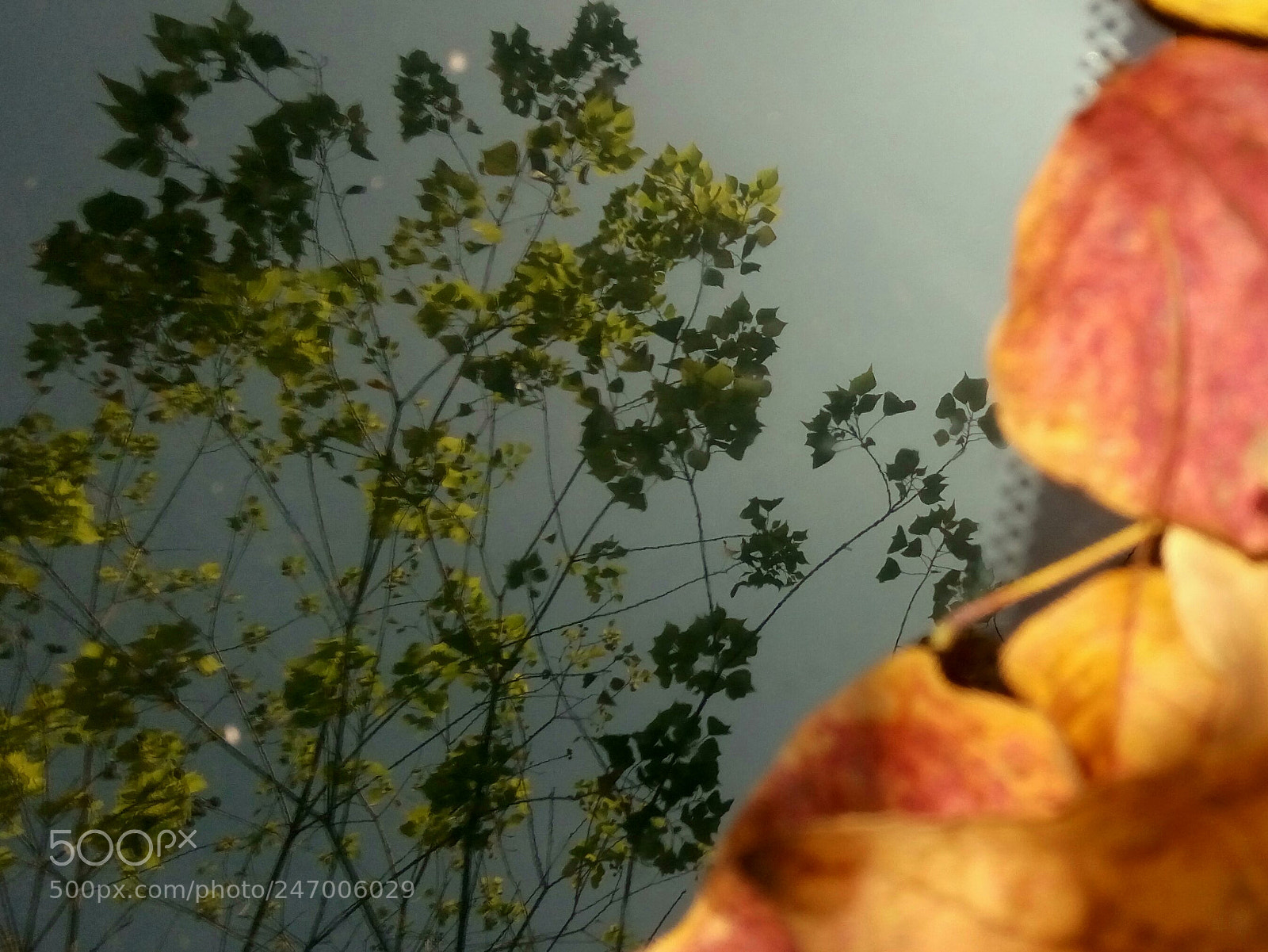 HTC D728X sample photo. Spring coming photography