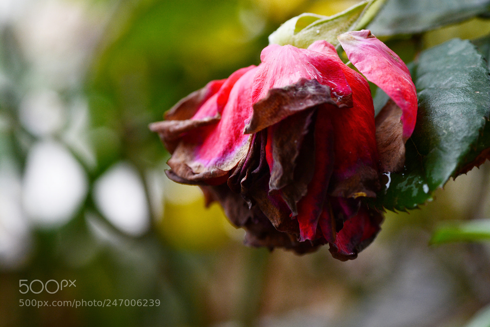 Nikon D7100 sample photo. Untitled photography
