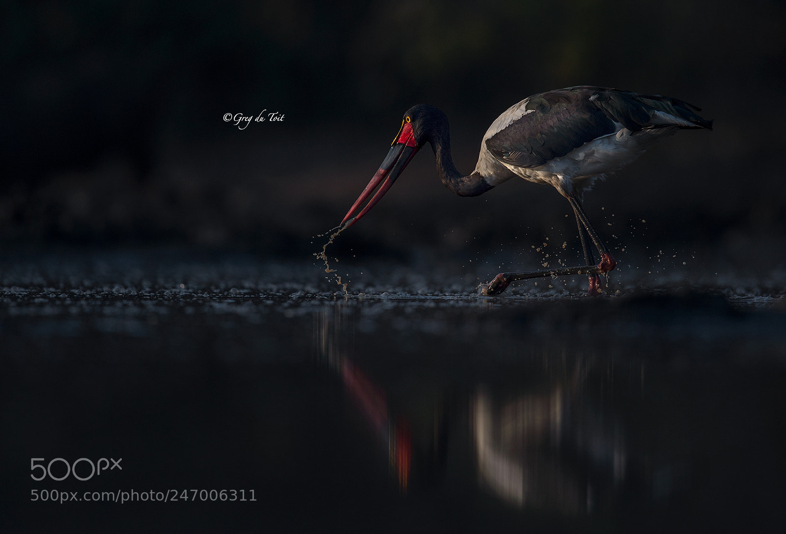 Nikon D4S sample photo. Saddle-billed stork 1,2,3 photography