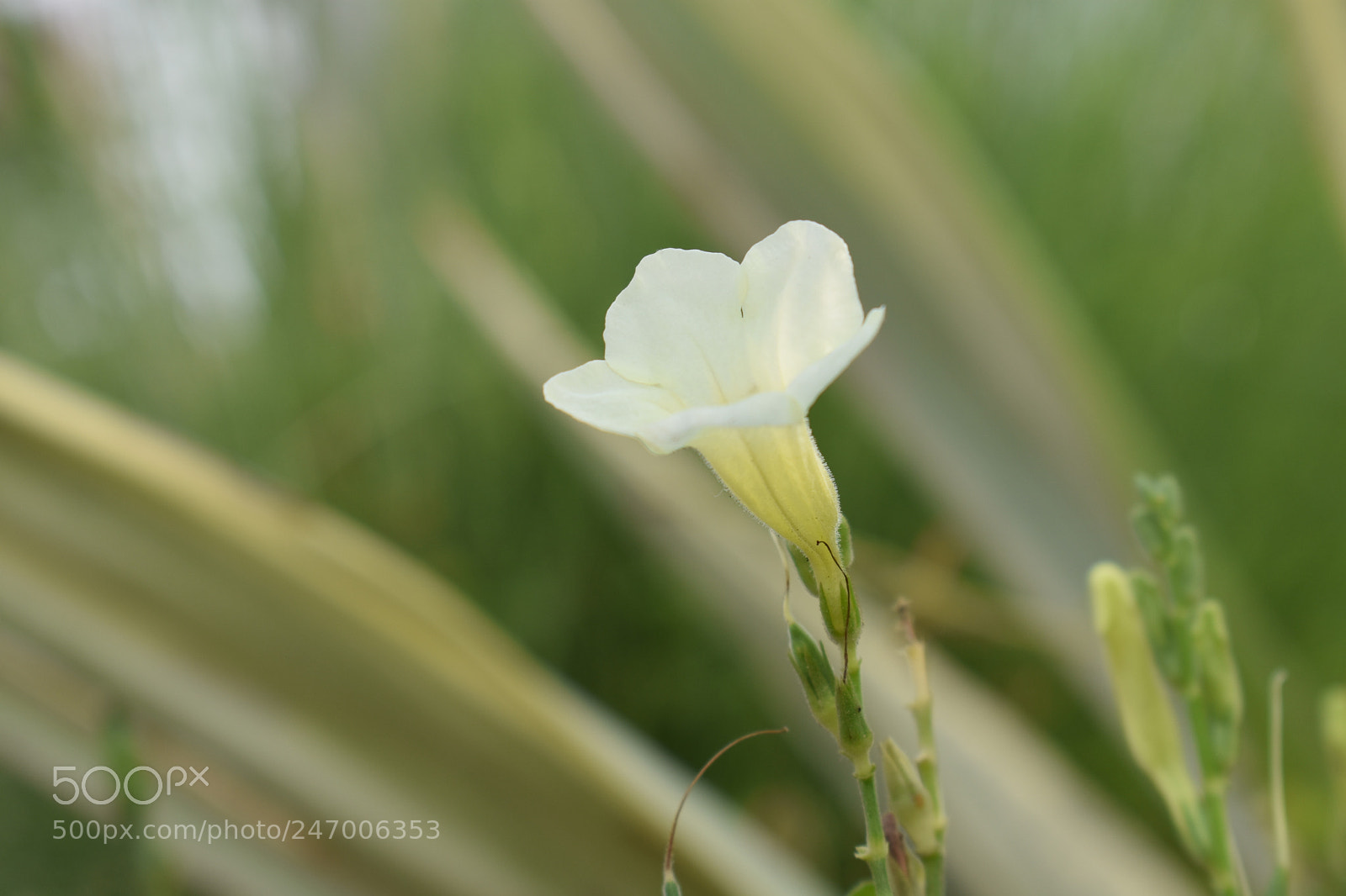 Nikon D3400 sample photo. White flower........ photography